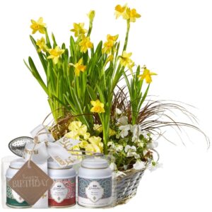 Sonniges Frühlingsgärtchen (gepflanzt) mit Gottlieber Tee Geschenk-Set und «Happy Birthday»-Anhänger