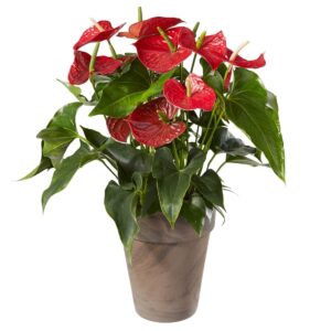 Anthurium-Pflanze im Cachepot
