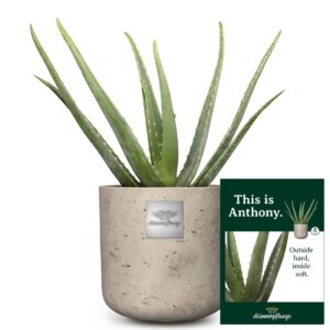 Das ist Anthony (Aloe vera)