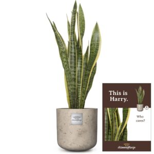 Das ist Harry (Sansevieria laurentii)