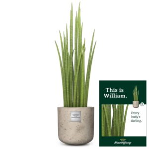 Das ist William (Sansevieria Mikado)