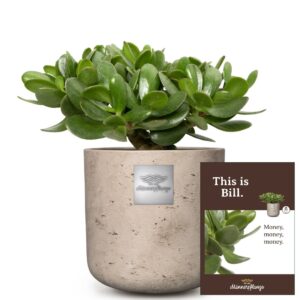 Das ist Bill (Crassula ovata)