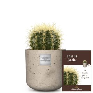 Das ist Jack (Echinocactus grusonii)