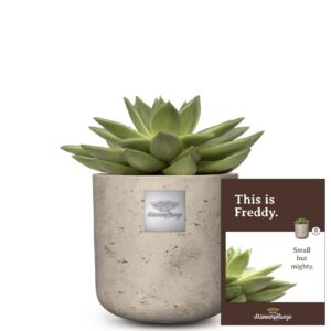 Das ist Freddy (Echeveria)