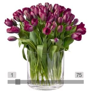 MyBouquet violette Tulpen