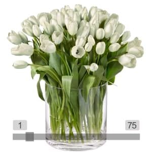 MyBouquet weisse Tulpen