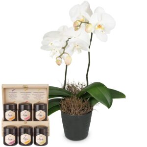 White Dream (Orchidee) mit Honig Geschenk-Set
