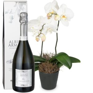 White Dream (Orchidee) mit Prosecco Albino Armani DOC (75cl)