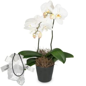 White Dream (Orchidee) mit Kristallherz von Swarovski®