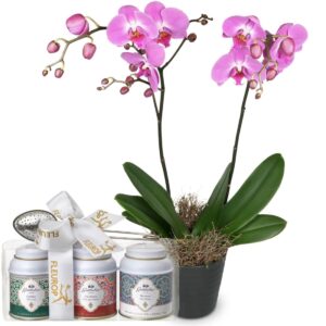 Pink Dream (Orchidee) mit Gottlieber Tee Geschenk-Set
